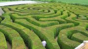 Longleat Hedge Maze
