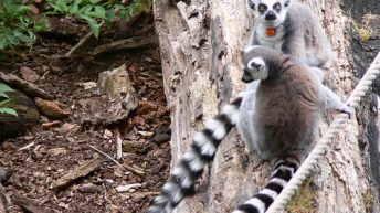 Glasgow Zoo
